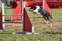 006 AGILITY ARGENTEUIL - GRINTA -6465 : 2016, 23 Octobre 2016, AGILITY ARGENTEUIL, Catégorie C, D115, Dossard 115, GPF, GRINTA