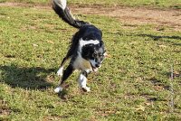 007 AGILITY ARGENTEUIL - GRINTA -6466 : 2016, 23 Octobre 2016, AGILITY ARGENTEUIL, Catégorie C, D115, Dossard 115, GPF, GRINTA