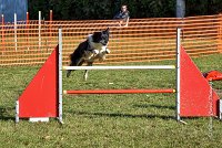 010 AGILITY ARGENTEUIL - GRINTA -6469 : 2016, 23 Octobre 2016, AGILITY ARGENTEUIL, Catégorie C, D115, Dossard 115, GPF, GRINTA