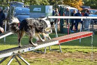 014 AGILITY ARGENTEUIL - GRINTA -6474 : 2016, 23 Octobre 2016, AGILITY ARGENTEUIL, Catégorie C, D115, Dossard 115, GPF, GRINTA