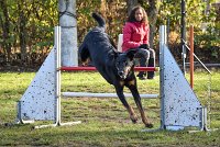 004 AGILITY ARGENTEUIL - GWENDIE -5853 : 2016, 23 Octobre 2016, AGILITY ARGENTEUIL, BERGER DE BEAUCE, Catégorie C, D051, Dossard 51, GPF, GWENDIE