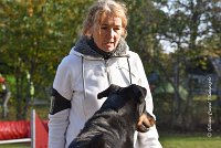 005 AGILITY ARGENTEUIL - GWENDIE -5854 : 2016, 23 Octobre 2016, AGILITY ARGENTEUIL, BERGER DE BEAUCE, Catégorie C, D051, Dossard 51, GPF, GWENDIE