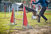 004 AGILITY ARGENTEUIL - HARLEM -5529 : 2016, 23 Octobre 2016, AGILITY ARGENTEUIL, BERGER ALLEMAND, Catégorie C, D110, Dossard 110, GPF, HARLEM, MOLIN Céline