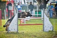 005 AGILITY ARGENTEUIL - HARLEM -5532 : 2016, 23 Octobre 2016, AGILITY ARGENTEUIL, BERGER ALLEMAND, Catégorie C, D110, Dossard 110, GPF, HARLEM, MOLIN Céline