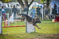 006 AGILITY ARGENTEUIL - HARLEM -5533 : 2016, 23 Octobre 2016, AGILITY ARGENTEUIL, BERGER ALLEMAND, Catégorie C, D110, Dossard 110, GPF, HARLEM, MOLIN Céline