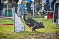 007 AGILITY ARGENTEUIL - HARLEM -5534 : 2016, 23 Octobre 2016, AGILITY ARGENTEUIL, BERGER ALLEMAND, Catégorie C, D110, Dossard 110, GPF, HARLEM, MOLIN Céline