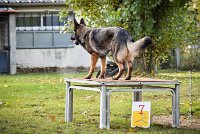 009 AGILITY ARGENTEUIL - HARLEM -5538 : 2016, 23 Octobre 2016, AGILITY ARGENTEUIL, BERGER ALLEMAND, Catégorie C, D110, Dossard 110, GPF, HARLEM, MOLIN Céline