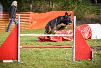 010 AGILITY ARGENTEUIL - HARLEM -5542 : 2016, 23 Octobre 2016, AGILITY ARGENTEUIL, BERGER ALLEMAND, Catégorie C, D110, Dossard 110, GPF, HARLEM, MOLIN Céline