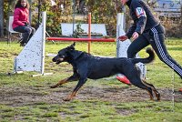 004 AGILITY ARGENTEUIL - HELLS BELLS -5643 : 2016, 23 Octobre 2016, AGILITY ARGENTEUIL, BERGER DE BEAUCE, Catégorie C, D132, Dossard 132, GPF, HELLS BELLS, MILLOT Isabelle