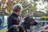 010 AGILITY ARGENTEUIL - HELLS BELLS -5649 : 2016, 23 Octobre 2016, AGILITY ARGENTEUIL, BERGER DE BEAUCE, Catégorie C, D132, Dossard 132, GPF, HELLS BELLS, MILLOT Isabelle