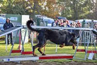 015 AGILITY ARGENTEUIL - HELLS BELLS -5654 : 2016, 23 Octobre 2016, AGILITY ARGENTEUIL, BERGER DE BEAUCE, Catégorie C, D132, Dossard 132, GPF, HELLS BELLS, MILLOT Isabelle