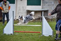 007 AGILITY ARGENTEUIL - HOBI -5101 : 2016, 23 Octobre 2016, AGILITY ARGENTEUIL, Catégorie B, Chien de berger Shetland, Club FREPILLON - SCCF, D034, Dossard 34, GPF, HOBI, Michèle ANDRIEU
