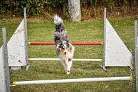 012 AGILITY ARGENTEUIL - HOBI -6793 : 2016, 23 Octobre 2016, 2ème degré, AGILITY ARGENTEUIL, Catégorie B, Chien de berger Shetland, Club FREPILLON - SCCF, D034, Dossard 34, HOBI, Michèle ANDRIEU