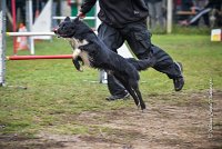 003 AGILITY ARGENTEUIL - HOUPS -5413 : 2016, 23 Octobre 2016, AGILITY ARGENTEUIL, AUGIER Jean-Claude, Catégorie C, D116, Dossard 116, GPF, HOUPS
