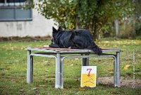 006 AGILITY ARGENTEUIL - HOUPS -5417 : 2016, 23 Octobre 2016, AGILITY ARGENTEUIL, AUGIER Jean-Claude, Catégorie C, D116, Dossard 116, GPF, HOUPS