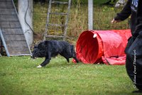 007 AGILITY ARGENTEUIL - HOUPS -5419 : 2016, 23 Octobre 2016, AGILITY ARGENTEUIL, AUGIER Jean-Claude, Catégorie C, D116, Dossard 116, GPF, HOUPS