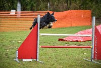 008 AGILITY ARGENTEUIL - HOUPS -5420 : 2016, 23 Octobre 2016, AGILITY ARGENTEUIL, AUGIER Jean-Claude, Catégorie C, D116, Dossard 116, GPF, HOUPS