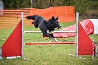 009 AGILITY ARGENTEUIL - HOUPS -5421 : 2016, 23 Octobre 2016, AGILITY ARGENTEUIL, AUGIER Jean-Claude, Catégorie C, D116, Dossard 116, GPF, HOUPS
