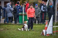 002 AGILITY ARGENTEUIL - ITHAQUE -5186 : 2016, 23 Octobre 2016, AGILITY ARGENTEUIL, Catégorie B, D088, Dossard 88, GPF, ITHAQUE