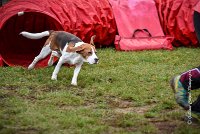 003 AGILITY ARGENTEUIL - ITHAQUE -5187 : 2016, 23 Octobre 2016, AGILITY ARGENTEUIL, Catégorie B, D088, Dossard 88, GPF, ITHAQUE