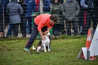 006 AGILITY ARGENTEUIL - ITHAQUE -5190 : 2016, 23 Octobre 2016, AGILITY ARGENTEUIL, Catégorie B, D088, Dossard 88, GPF, ITHAQUE