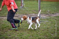 010 AGILITY ARGENTEUIL - ITHAQUE -5194 : 2016, 23 Octobre 2016, AGILITY ARGENTEUIL, Catégorie B, D088, Dossard 88, GPF, ITHAQUE