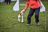 012 AGILITY ARGENTEUIL - ITHAQUE -5196 : 2016, 23 Octobre 2016, AGILITY ARGENTEUIL, Catégorie B, D088, Dossard 88, GPF, ITHAQUE