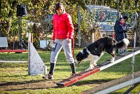 004 AGILITY ARGENTEUIL - JAMES BOND -6235 : 2016, 23 Octobre 2016, AGILITY ARGENTEUIL, BORDER COLLIE, Catégorie C, D064, Dossard 64, GPF, JAMES BOND
