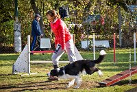 005 AGILITY ARGENTEUIL - JAMES BOND -6236 : 2016, 23 Octobre 2016, AGILITY ARGENTEUIL, BORDER COLLIE, Catégorie C, D064, Dossard 64, GPF, JAMES BOND