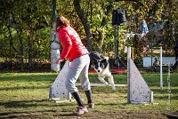 006 AGILITY ARGENTEUIL - JAMES BOND -6237 : 2016, 23 Octobre 2016, AGILITY ARGENTEUIL, BORDER COLLIE, Catégorie C, D064, Dossard 64, GPF, JAMES BOND