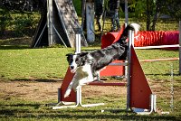 007 AGILITY ARGENTEUIL - JAMES BOND -6238 : 2016, 23 Octobre 2016, AGILITY ARGENTEUIL, BORDER COLLIE, Catégorie C, D064, Dossard 64, GPF, JAMES BOND