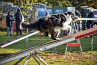 010 AGILITY ARGENTEUIL - JAMES BOND -6243 : 2016, 23 Octobre 2016, AGILITY ARGENTEUIL, BORDER COLLIE, Catégorie C, D064, Dossard 64, GPF, JAMES BOND