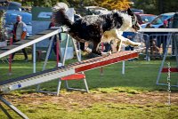 011 AGILITY ARGENTEUIL - JAMES BOND -6244 : 2016, 23 Octobre 2016, AGILITY ARGENTEUIL, BORDER COLLIE, Catégorie C, D064, Dossard 64, GPF, JAMES BOND
