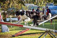 012 AGILITY ARGENTEUIL - JAMES BOND -6245 : 2016, 23 Octobre 2016, AGILITY ARGENTEUIL, BORDER COLLIE, Catégorie C, D064, Dossard 64, GPF, JAMES BOND