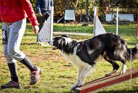 013 AGILITY ARGENTEUIL - JAMES BOND -6246 : 2016, 23 Octobre 2016, AGILITY ARGENTEUIL, BORDER COLLIE, Catégorie C, D064, Dossard 64, GPF, JAMES BOND