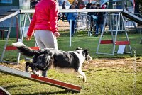 014 AGILITY ARGENTEUIL - JAMES BOND -6250 : 2016, 23 Octobre 2016, AGILITY ARGENTEUIL, BORDER COLLIE, Catégorie C, D064, Dossard 64, GPF, JAMES BOND