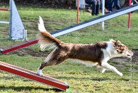 010 AGILITY ARGENTEUIL - JUNE -5969 : 2016, 23 Octobre 2016, AGILITY ARGENTEUIL, BERGER AUSTRALIEN, Catégorie C, D141, Dossard 141, GPF, JUNE