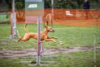 006 AGILITY ARGENTEUIL - PRUNELLE -5114 : 2016, 23 Octobre 2016, AGILITY ARGENTEUIL, Catégorie B, D136, Dossard 136, GPF, PRUNELLE
