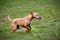 009 AGILITY ARGENTEUIL - PRUNELLE -5117 : 2016, 23 Octobre 2016, AGILITY ARGENTEUIL, Catégorie B, D136, Dossard 136, GPF, PRUNELLE