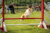0020AGILITY CLAYE SOUILLY - BELLA AGI 1816- : 2016, 26 JUIN 2016, BELLA, Berger des shetlands, Claye Souilly, Robe Fauve