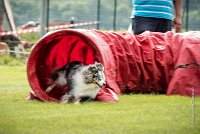 0002AGILITY CLAYE SOUILLY - DJOY BLUE AGI 0740- : 2016, 26 JUIN 2016, Berger des shetlands, Claye Souilly, DJOY BLUE, open+, robe bleu merle
