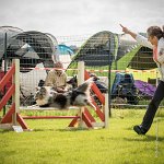 0005AGILITY CLAYE SOUILLY - DJOY BLUE AGI 0749- : 2016, 26 JUIN 2016, Berger des shetlands, Claye Souilly, DJOY BLUE, open+, robe bleu merle