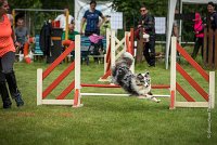 0006AGILITY CLAYE SOUILLY - DJOY BLUE AGI 1356- : 2016, 26 JUIN 2016, Berger des shetlands, Claye Souilly, DJOY BLUE, robe bleu merle