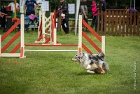 0007AGILITY CLAYE SOUILLY - DJOY BLUE AGI 1358- : 2016, 26 JUIN 2016, Berger des shetlands, Claye Souilly, DJOY BLUE, robe bleu merle