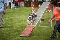 0012AGILITY CLAYE SOUILLY - DJOY BLUE AGI 1363- : 2016, 26 JUIN 2016, Berger des shetlands, Claye Souilly, DJOY BLUE, robe bleu merle