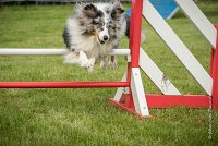 0013AGILITY CLAYE SOUILLY - DJOY BLUE AGI 1364- : 2016, 26 JUIN 2016, Berger des shetlands, Claye Souilly, DJOY BLUE, robe bleu merle