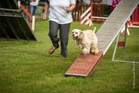 0001AGILITY CLAYE SOUILLY - EDEN ROCAGI 9869- : 2016, 26 JUIN 2016, COCKER AMERICAIN, Claye Souilly, EDEN ROC, Open