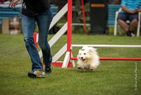 0006AGILITY CLAYE SOUILLY - CAT A - JM LEELOO AGI 0131- : 2016, 26 JUIN 2016, COTON DE TULEAR, Catégorie A, Claye Souilly, JM LEELOO, Open