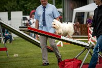 0007AGILITY CLAYE SOUILLY - CAT A - JM LEELOO AGI 0132- : 2016, 26 JUIN 2016, COTON DE TULEAR, Catégorie A, Claye Souilly, JM LEELOO, Open