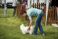 0012AGILITY CLAYE SOUILLY - CAT A - JM LEELOO AGI 1101- : 1er degré, 2016, 26 JUIN 2016, COTON DE TULEAR, Catégorie A, Claye Souilly, Dossard 7, JM LEELOO